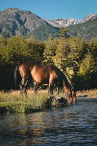 Horse drinking from lake