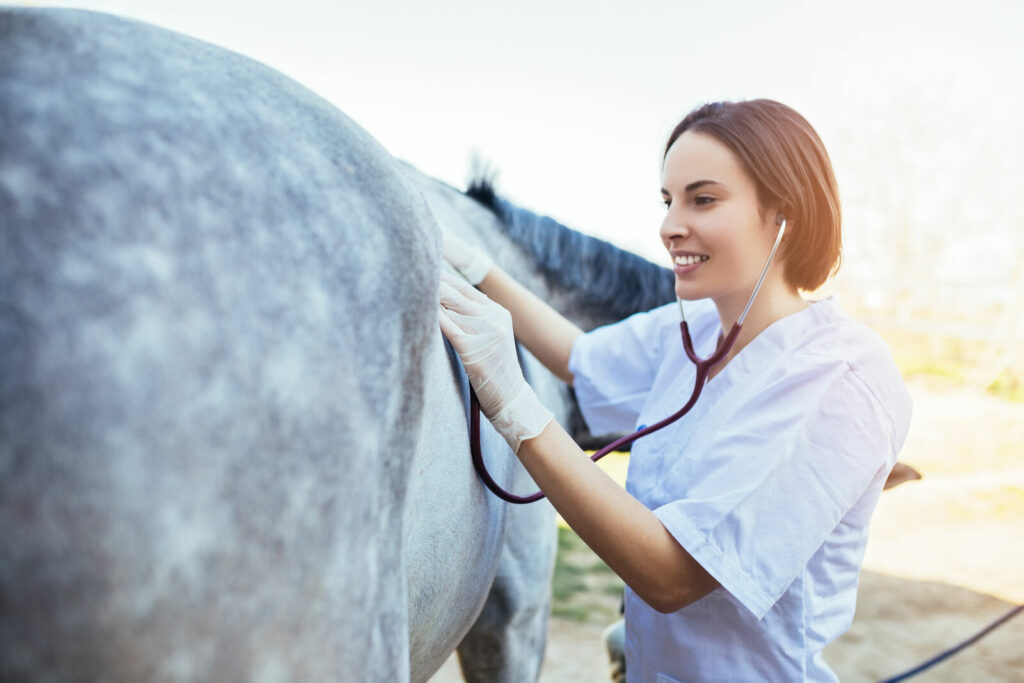 A veterinarian with a horse