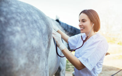 Equine Surgery & Emergency/Critical Care